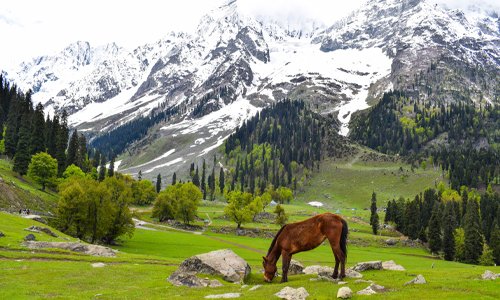 A horse peacefully grazing in a field, enjoying the lush green grass and the serenity of nature.